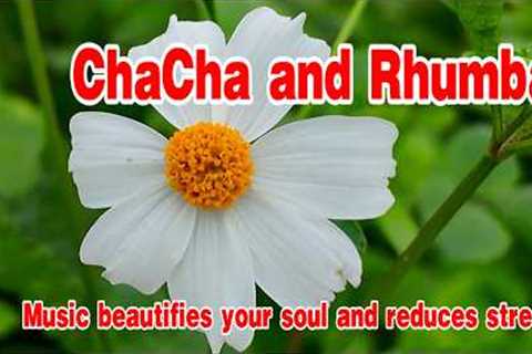 ChaCha and Rhumba melody, New relaxing music helps reduce stress, music beautifies your soul