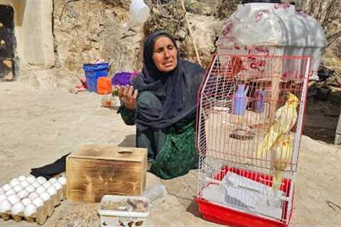 Grandma's creativity in making a canopyFor the chickens: a gift from the cameraman, a parrot