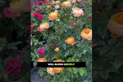 Secret Watering Formula for Fast Flower Growth!🌿🌸 |Gardening Tips||#gardening#plants#flower..