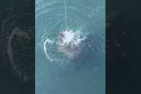 GIANT GOLIATH GROUPER EATS LIVE CATFISH ON THE SURFACE!