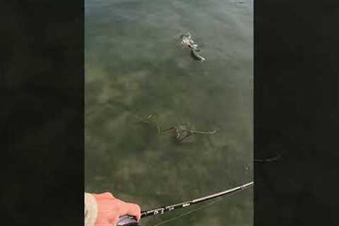MONSTERBASS Slam! #monsterbass #slam #largemouthbass #bassfishing #fishing #angler #fish