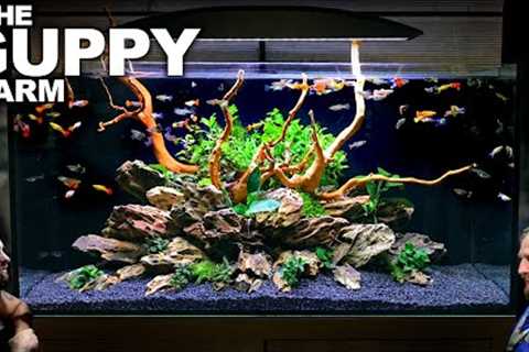 The Guppy Farm: EXOTIC Guppy, Island Style, All In One Aquarium (Aquascape Tutorial)
