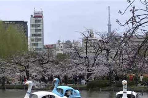 Tokyo's cherry blossoms expected to be in full bloom