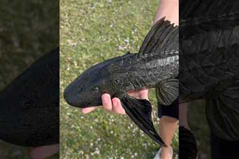 Pleco Catch, Clean, &amp; Cook!?!
