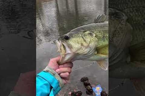 Spring fishing! #fishing #spring #red #crawfish #chatterbait #vibratingjig #largemouthbass #fish