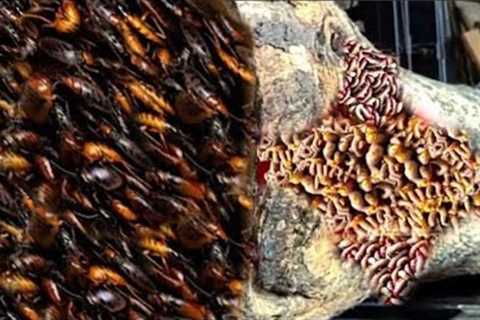 surprising super teak wood processing extraordinary unexpected discovery sawmill
