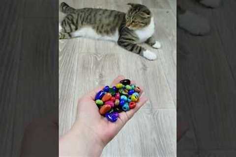 Cat Barsik 💎⭕ Reverse Video 🐙 #reversevideo #marblerunandmore #cat #funny