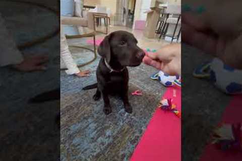 Hazel (Chocolate Lab) How to teach a puppy to do basic behaviors with narration #dog #shorts