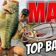 Out-Fish EVERYONE at Your Lake with these Top 10 Baits for May!