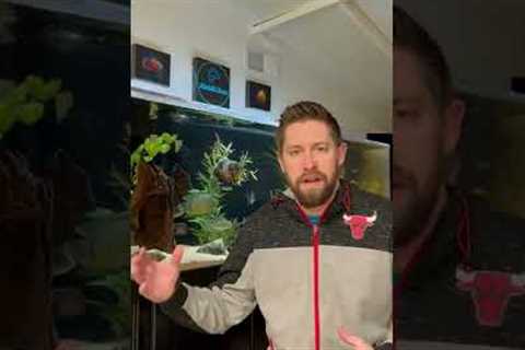 Crystal Clear Aquarium Water - 5 Tips 💎