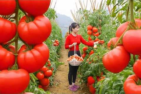 Harvest Lots Of Tomatoes To Sell At The Rural Market, Living With Nature | Nhất Daily Life