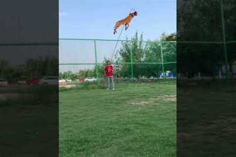 Belgian Malinois Jump Training #dogtraining #shepherd #dogtraining #dog #puppy #malinois jumping