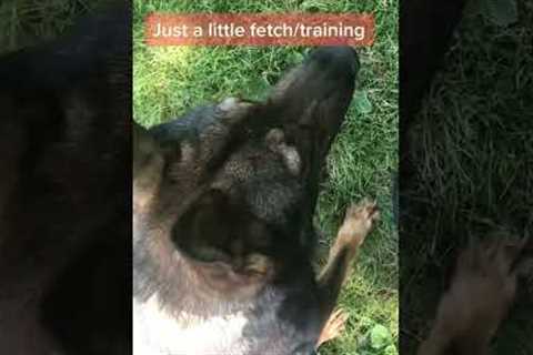 Playful dog training tips for k9 enthusiasts #k9training #policedog #howto