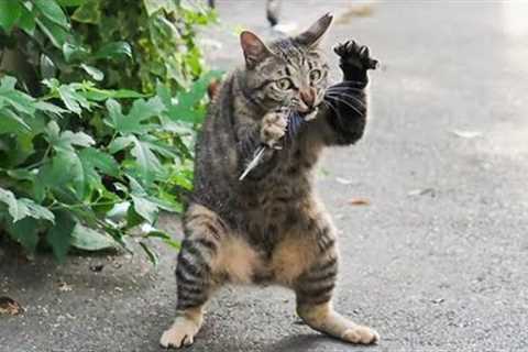 Cats Getting More Silly 😂 Funniest Cat Videos 2025