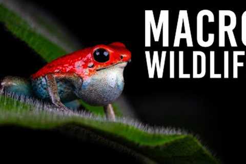 Colby Brown's Top 5 Macro Wildlife Photography Tips