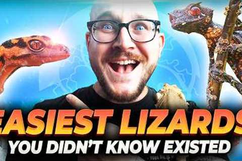 The 5 BEST Beginner Lizards You've Never Heard Of!