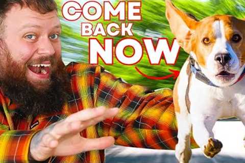 How To Teach Your Dog PERFECT RECALL In Under 5 Minutes