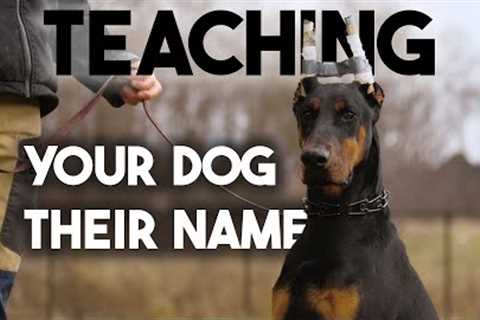 How to teach your dog his NAME or CHANGE his name!