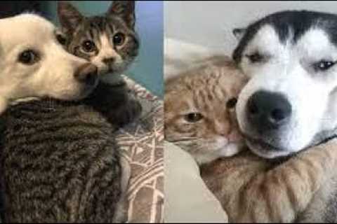 Cats  And Dogs Protecting  Each Other Compilation