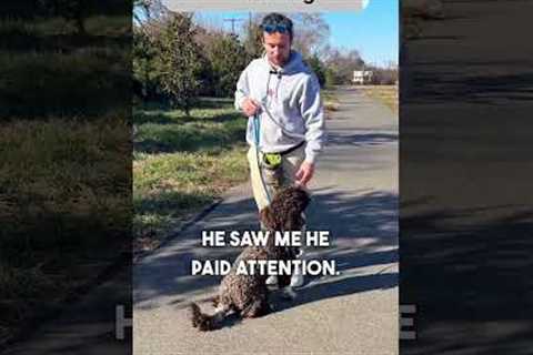 How To Teach A PERFECT Heel In 15 Minutes! #dogtraining