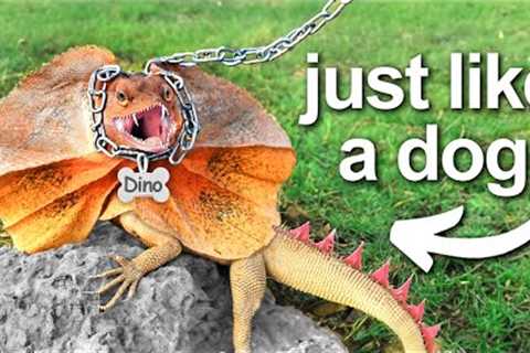 I Got a Pet Dinosaur (kinda)