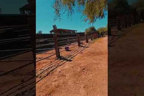 Southwest Drone Tech | Heart of the Horse (Cinematic Short 1)