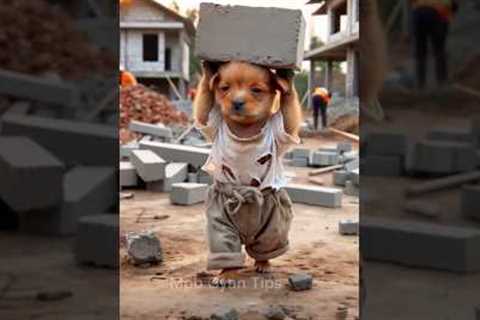 poor puppy was made fun of by his friends because he didn't have a new . Dog Hard work #short