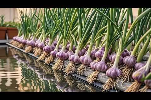 🔴LIVE: Balcony Gardening Ideas for Home for Beginners/ TOP Best Tips Growing Purple Garlic