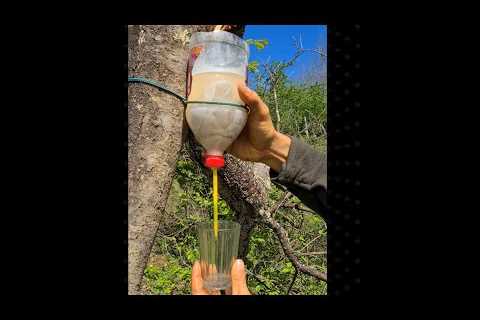 Survival Skills: Amazing DIY Water Filter in the Wild. Bushcraft. Camping