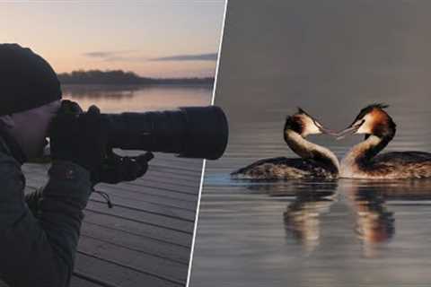 STOP Missing Out On Amazing Local Bird Photography Opportunities
