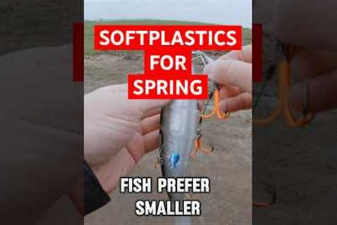 BEST Softplastics to use when fishing in Spring #fishing #softplastics #fishingvideo