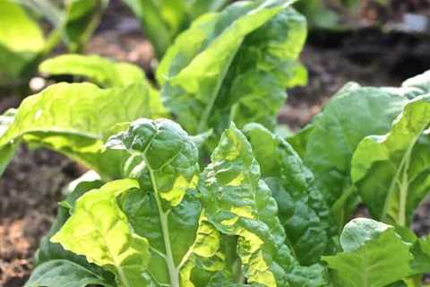 Top 10 Fastest-Growing Veggies for Your Survival Garden