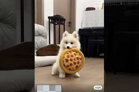 🐶 Adorable Puppies Doing the Cutest Things! 🥰 (PART 14) #puppylove #cutedogs #dogtricks..