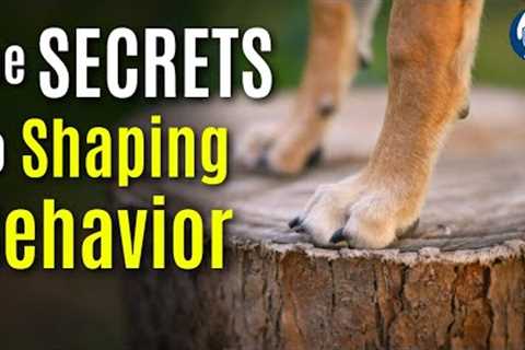 Use These Simple Shaping Hacks To Expedite Your Dog Training #259 #podcast