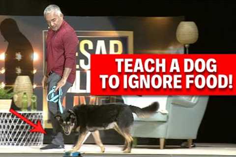 How To Teach A Dog To Be Patient With Food | Live Dog Demos