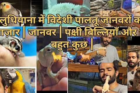 Exotic Pet Market in Ludhiana | Animals | Birds Cats &amp; More | Crawford Market Ludhiana #exotic