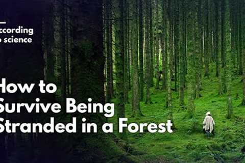 How to Survive Being Lost in the Forest, According to Science