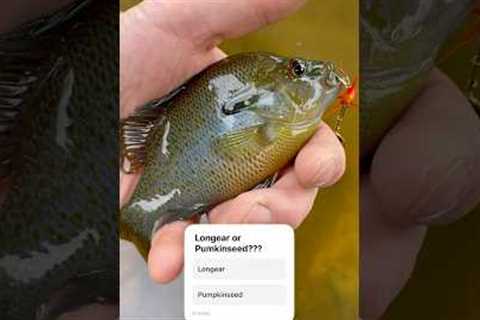 What is this!?! Longear sunfish or Pumpkinseed sunfish?? #fishing #sunfish #bankfishing #flyfishing
