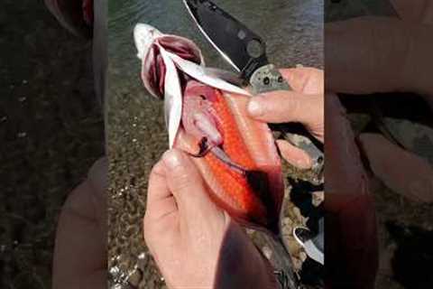 How to Gut Rainbow Trout #fishing #oregon #trout #hunting #rainbowtrout #pnw