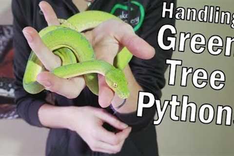How to Handle Green Tree Pythons