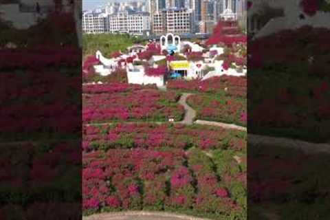 Aerial Shot of Vibrant Park with City Skyline #love #song #city #skyline #beautifulhk #flowers