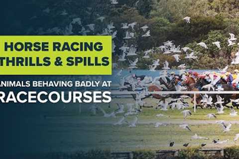 FUNNY HORSE RACING MOMENTS: Racecourse thrills & spills from the equine sport of kings | Horse..