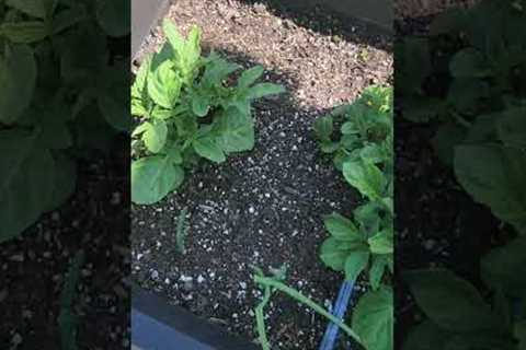 Garden Fly Over YIKES