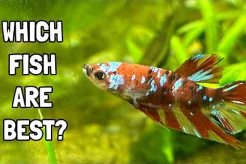 The Top 10 Species of Freshwater Aquarium Fish For Beginners!