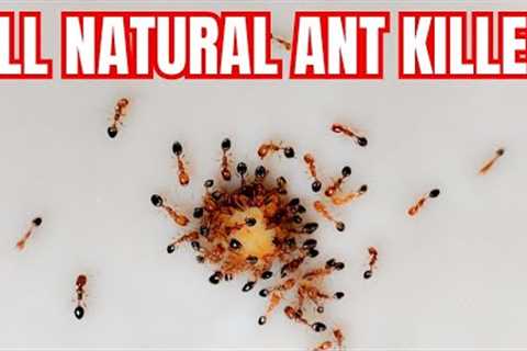 How To Make An All Natural Ant Killer | 2 Ingredients