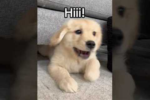 How my puppy greets people🐶 #dogs #dogshorts #puppy #goldenretriever #goldenretrieverpuppy #puppies
