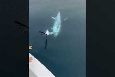 Amazing Fishing the giant tuna in the deep ocean! 🌊🎣