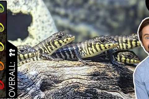 Zebra Skink, The Best Pet Lizard?