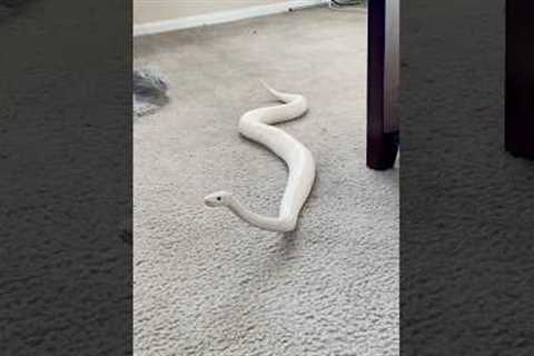 Ball Pythons are Hilarious