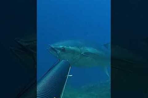 I shot a BIG TUNA, it’s go to fast like a train 🚅 #spearfishing #fishing #fisherman #fish #tuna